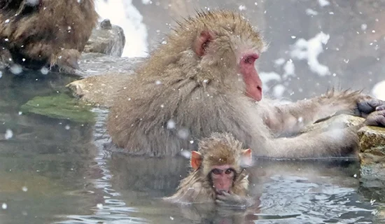 フォトギャラリーイメージ｜メルキュール長野松代リゾート＆スパ